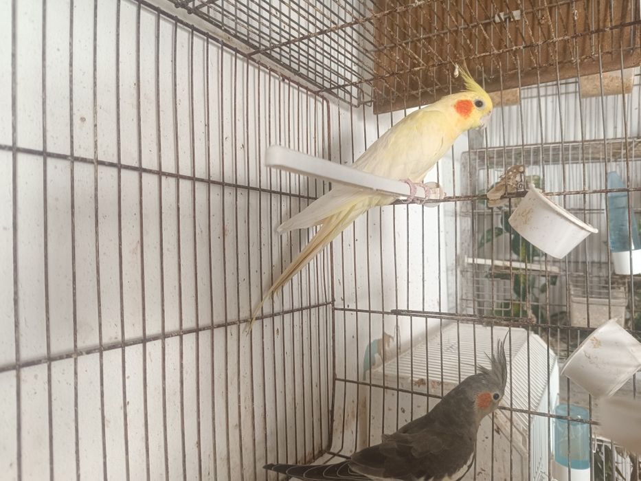 Casais de caturras para ceder