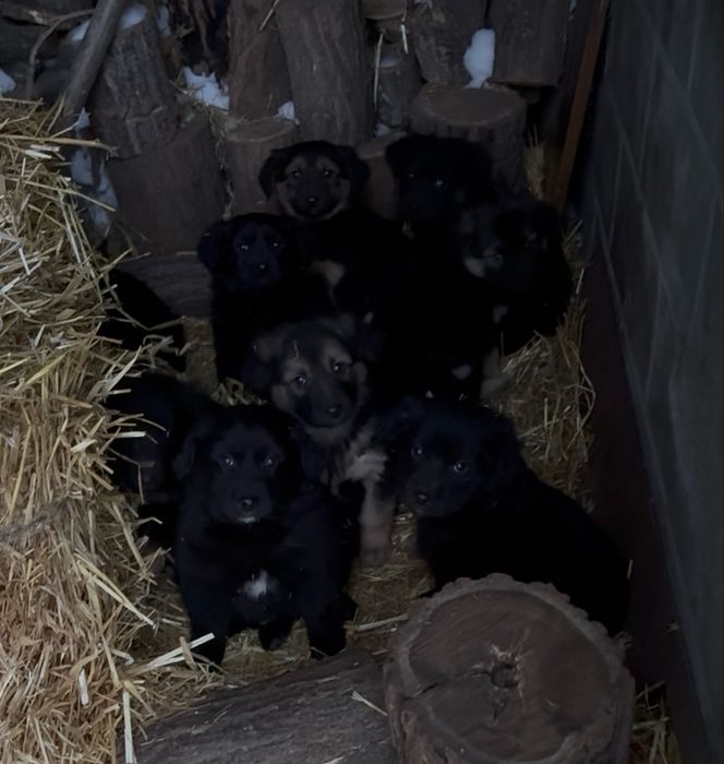 Щенки метисы овчарки БЕСПЛАТНО