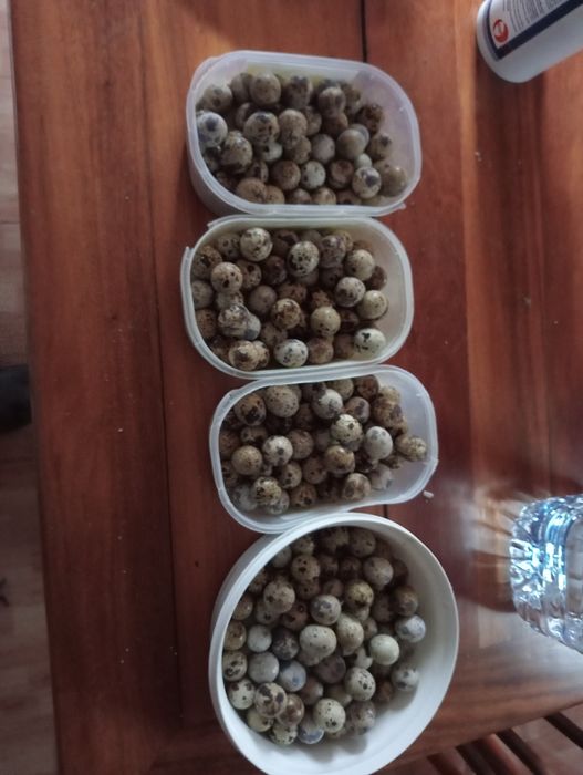 Vendo ovos de codorniz