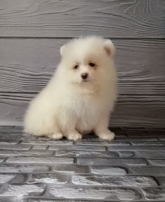 Хлопчик шпіц біло-кремовий