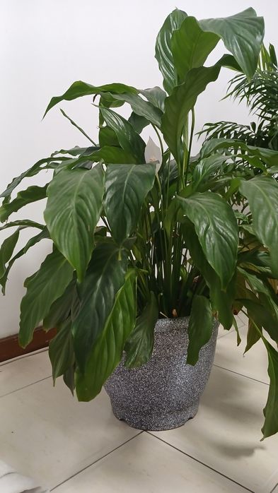 Lírio da Paz Grande (Spathiphyllum) com 80cm + Vaso Incluído