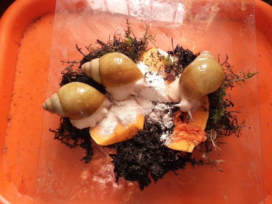 Сухопутные улитки Равлики Archachatina marginata (ssp) (G1)