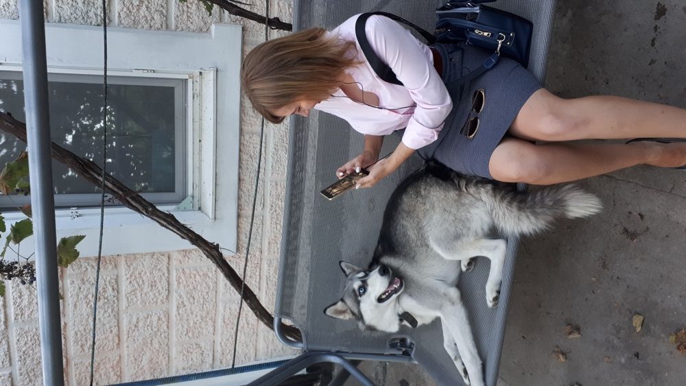 Хаскі красунчик кабель Марсель Вязка