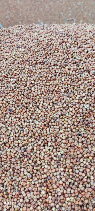 Sorgo czerwone, krajowe, prosto od rolnika