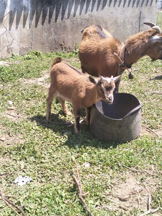Vendo cabrito anão puro nascido dia15/02/2026