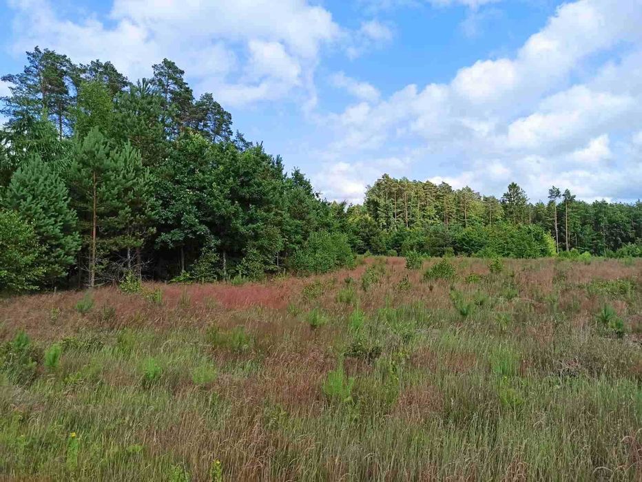 Działki bezpośrednio przy lesie!! 1400 m² z WZ | Wiewiórowo (15km od Koszalina) - Widok 2
