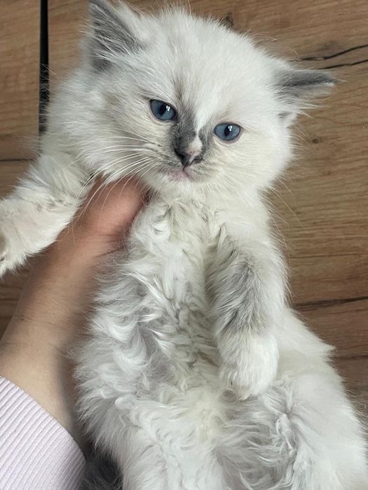 Ragdoll kotka blue mitted kot kocurek kocur gotowa do odbioru