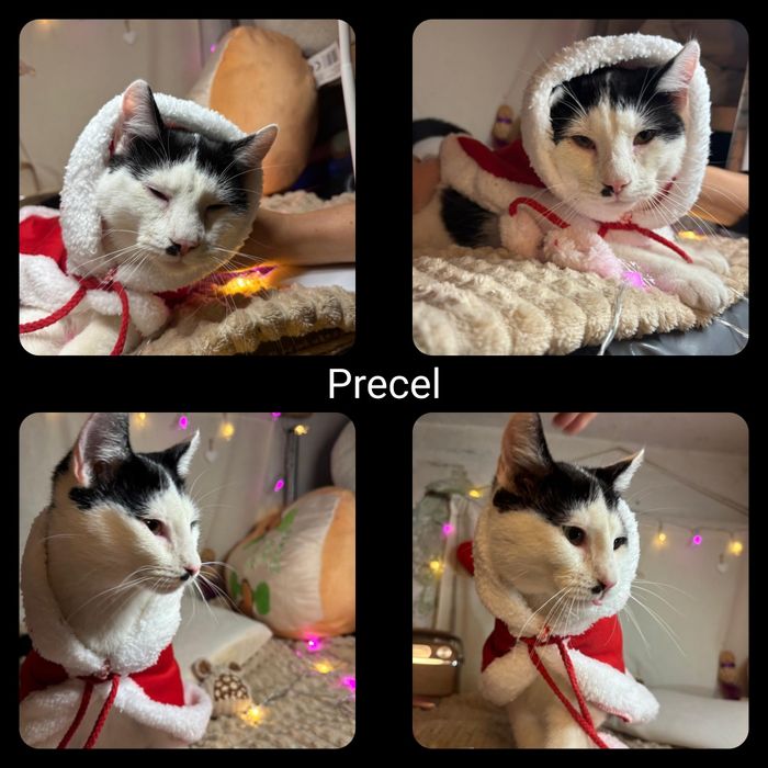 Kotki i kocurki do adopcji