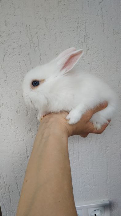 Белые мини кролики праздничные крольчата купить в Харькове крольчонок