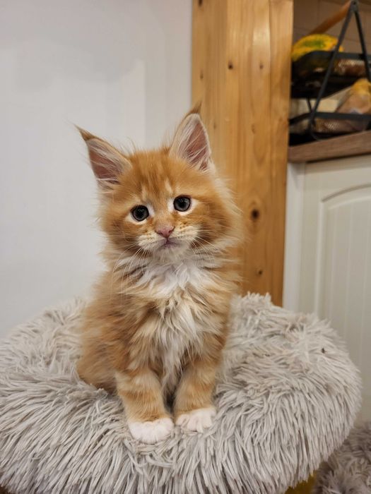 Rezerwacja, Helios kocurek Maine Coon