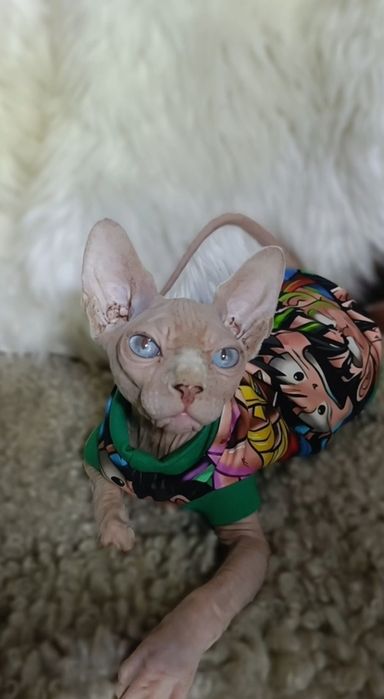 Tylko legalna hodowla Watson