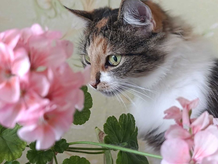 Марта 2 роки, стерилізована, вакцинована, дуже ласкава, Дарницький