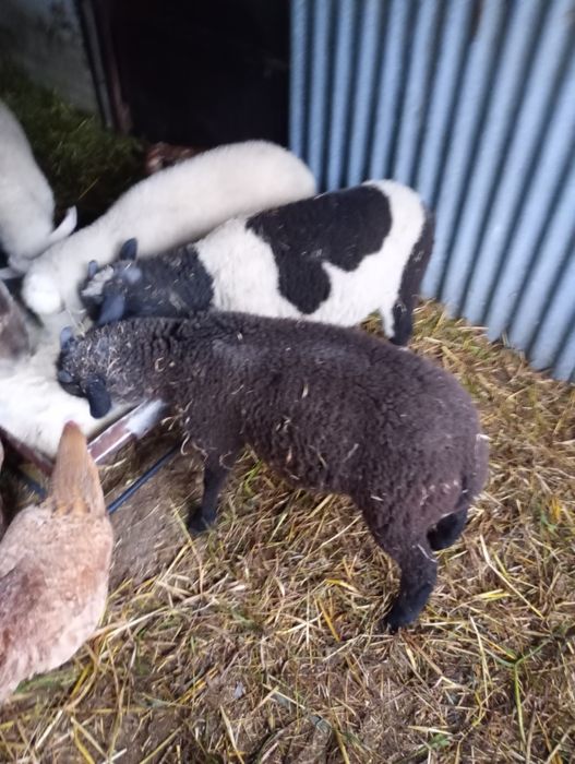 Borregos.              .