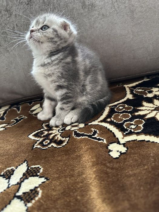 Шотландские вислоухие котята