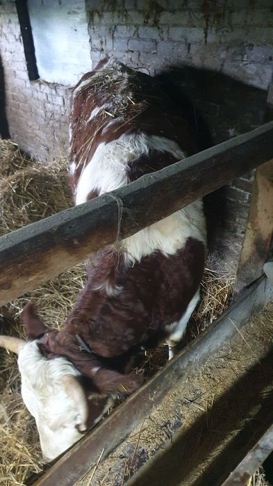 Jałówki jalowki ponad 250kg