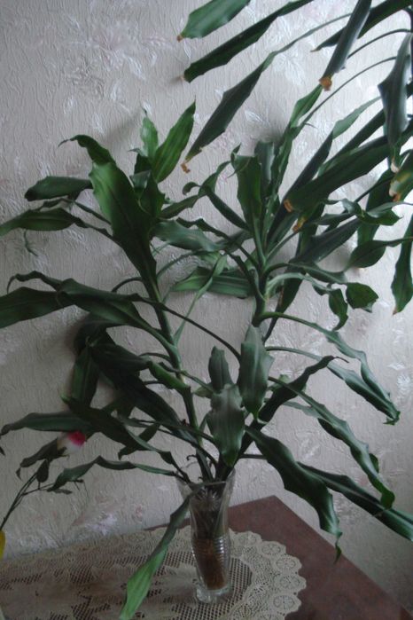 Цветок драцена есть 4 шт