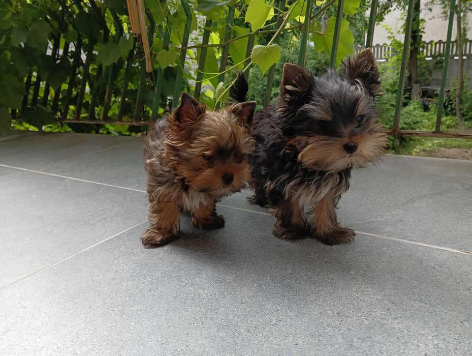 Szczeniak Yorkshire Terrier - piesek