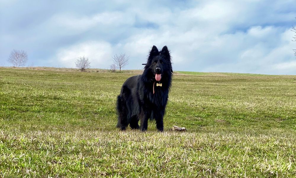 Zaginęła czarna sunia owczarka niemieckiego