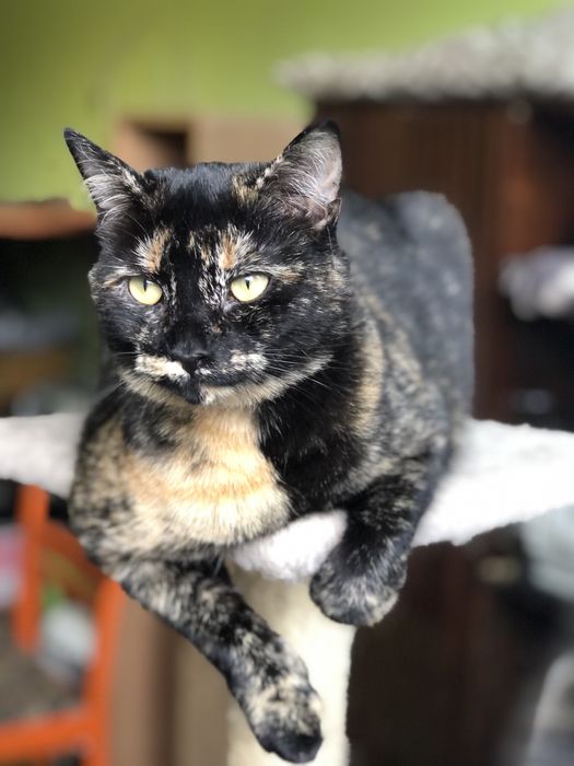 Кошечка Пепси 1 год черепашковый окрас