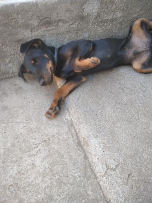 Щенки немецкого ягтерьера