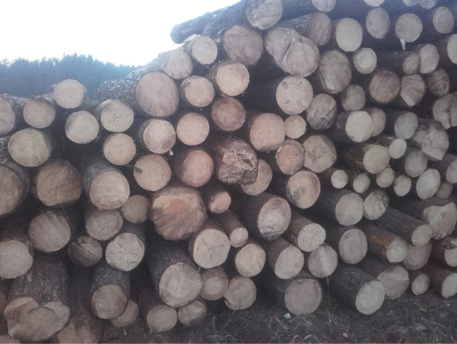 Drewno opałowe sosna