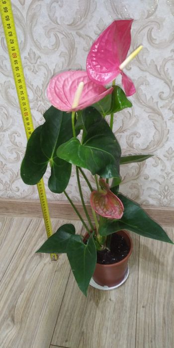 Антуріум Маine +рідкісні сорти