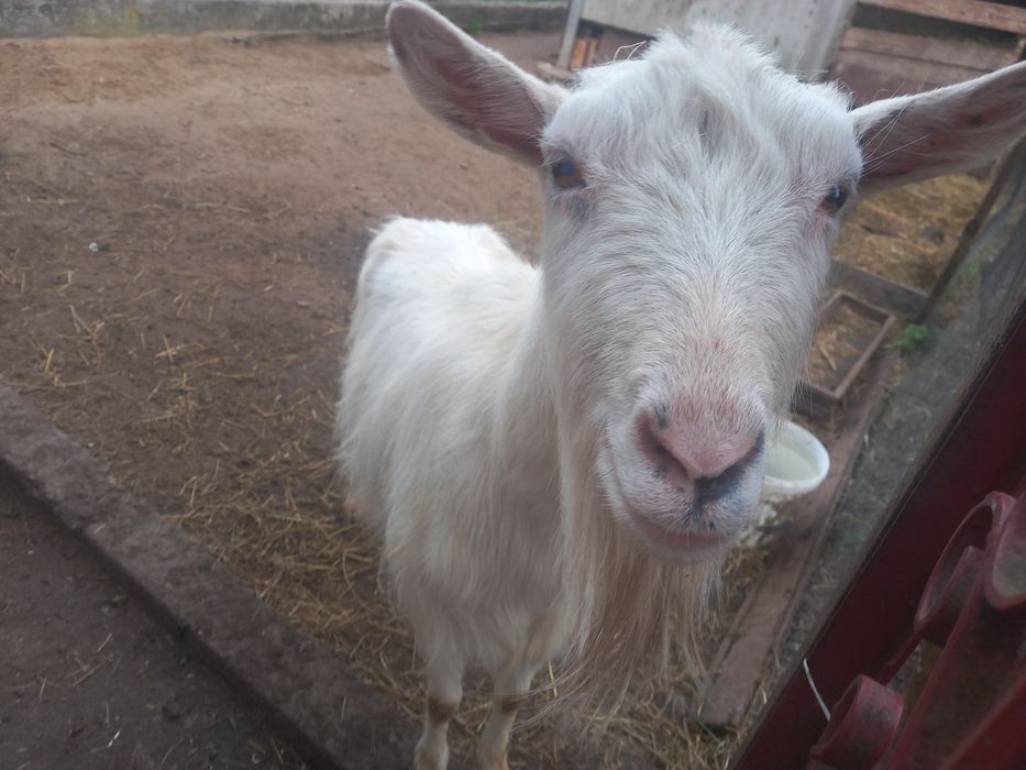 Коза доросла біла