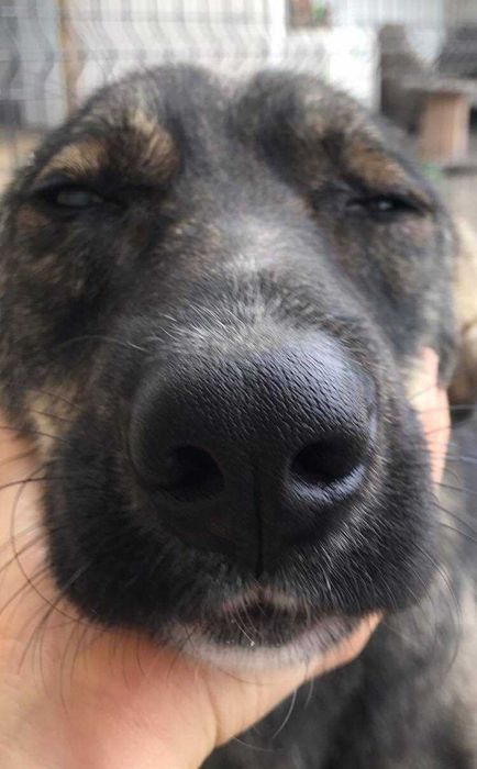 Uroczy Kofik kocha człowieka i szuka idealnego dla siebie!