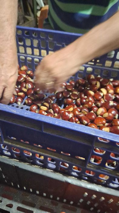 Castanhas martaínhas grossas e saborosas!