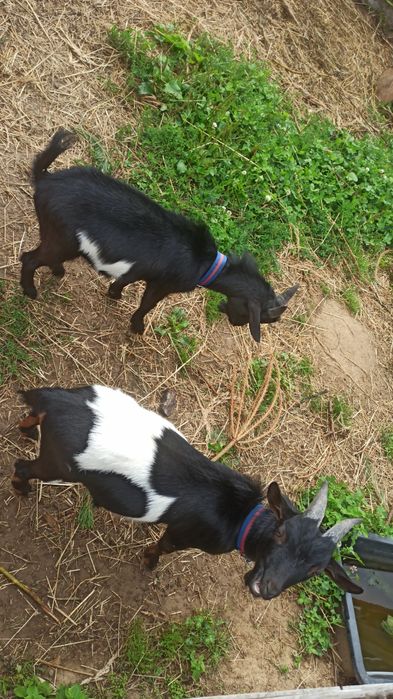 Koziołki do sprzedania