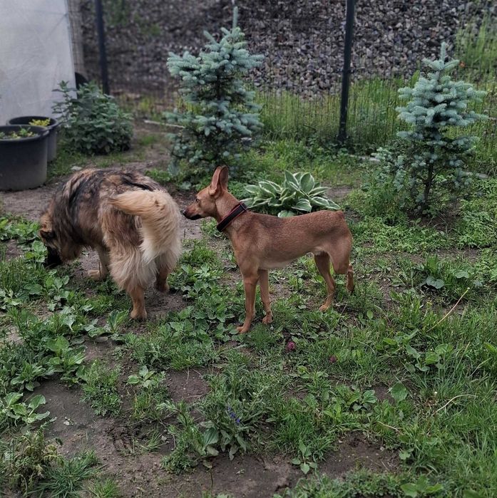 CIAPEK - cudowny, energiczny psiak do adopcji