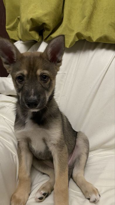 Метис Хаски щенки ищут дом