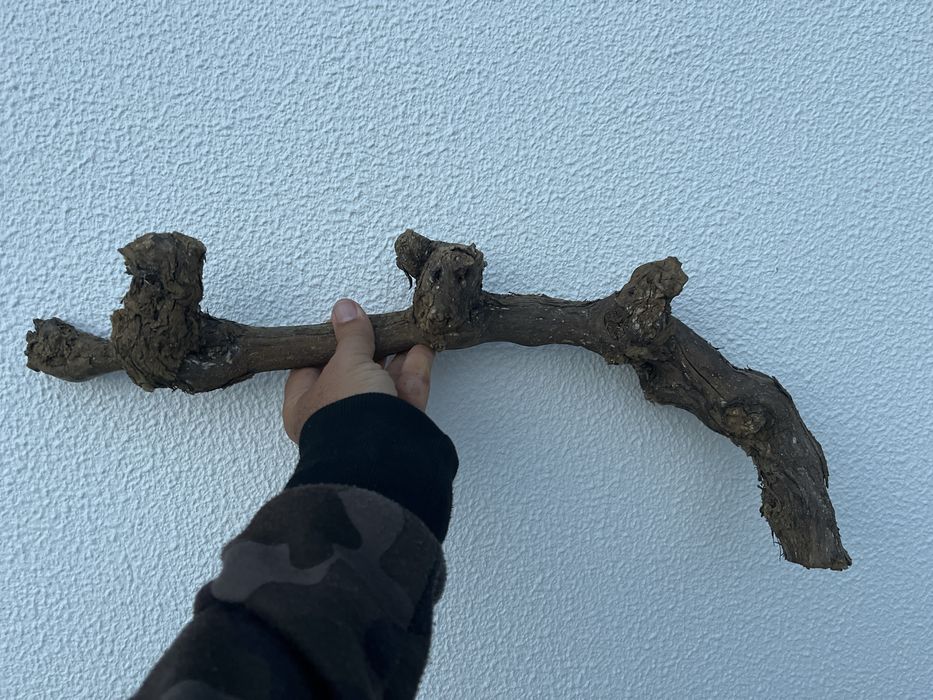 Tronco de videira para terrario