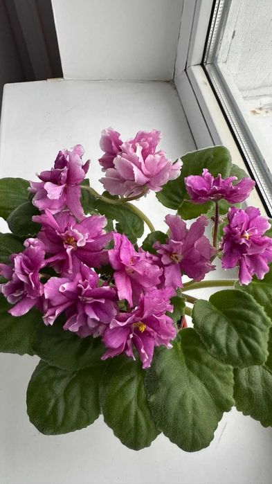 Продажа стандартных,сортовых фиалок.