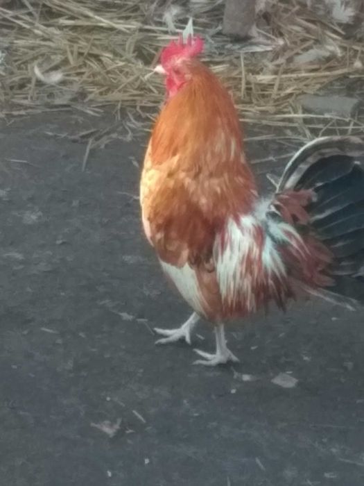 Продам декоративних півників,курочку