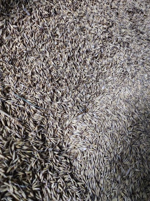 Owies Rambo tegoroczny