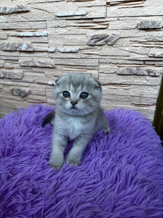 Шотландська висловуха кішечка