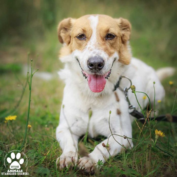 Pies Kubica zostanie Twym wiernym towarzyszem!