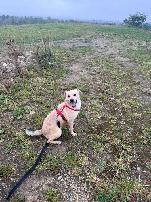 Tymianek psiak do adopcji