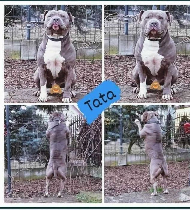 American staffordshire terrier