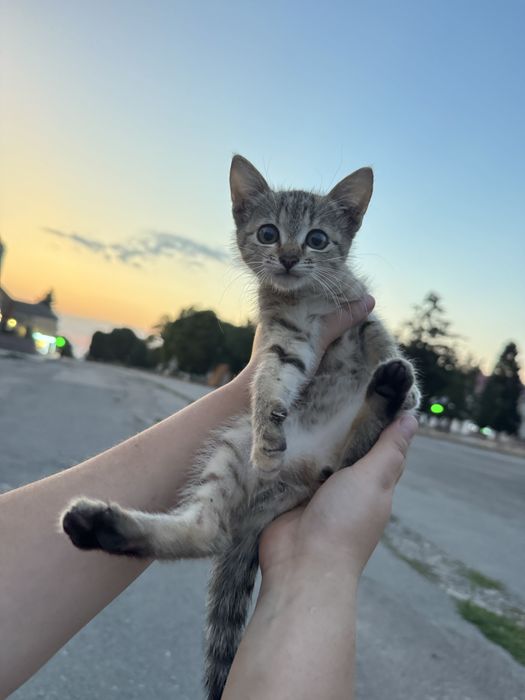 Котик шукає дім