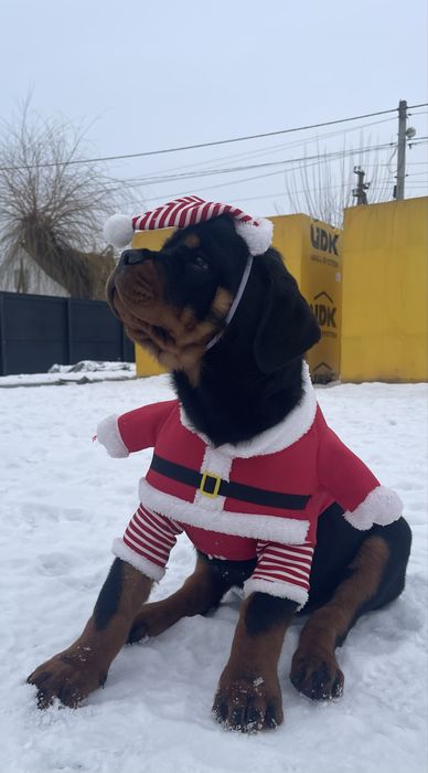 Цуценята шукають родину