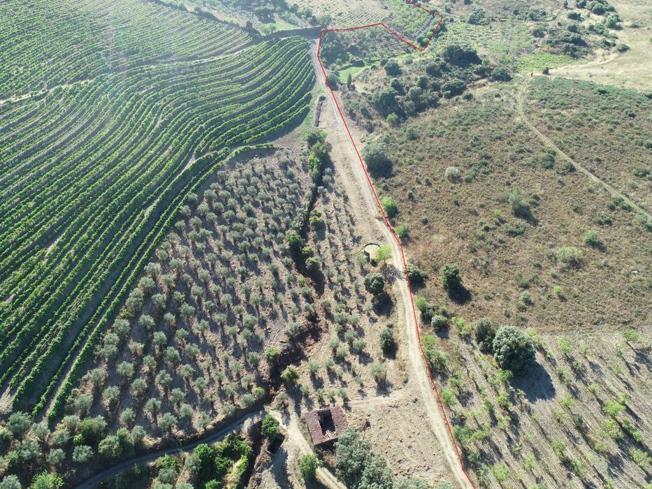 Terreno com 32 hect. com excelente potencial para a produção de vinho.