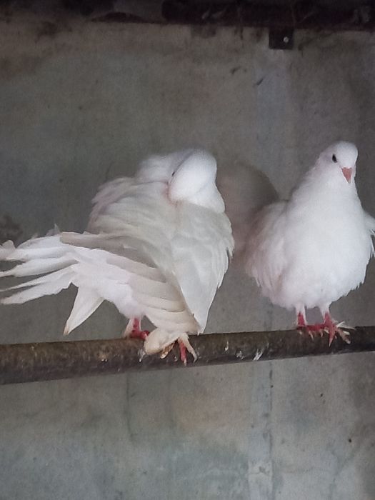 Pombos brancos  leque