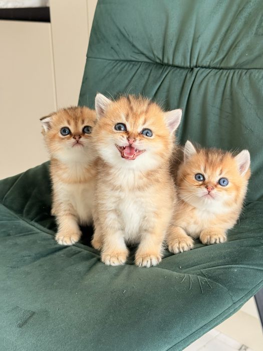 Скотіш Фолд! Шотландські вислоухі кошенята! Золоті  Шиншили