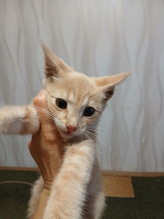 продам кошеня 50 грн