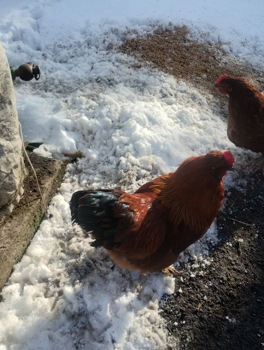 Sprzedam koguty mieszańce