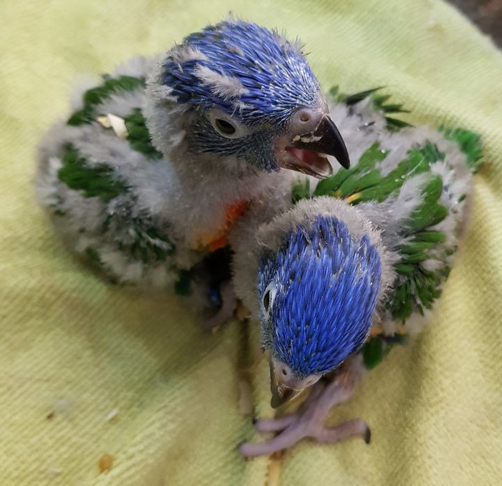 Loris Molucanos  para acabar de criar a mão