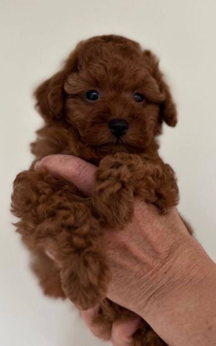 Чистокровні‼️Щенята мальтипу від титулованих батьків Микро мальтипу