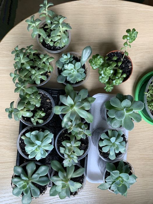 Сукуленты 10 видов